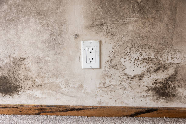 Best Real Estate Mold Inspection  in Sanford, FL